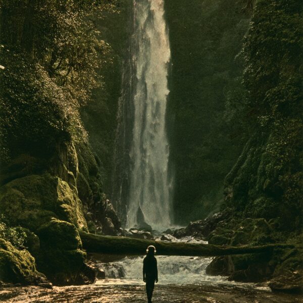 Jungle Sonore